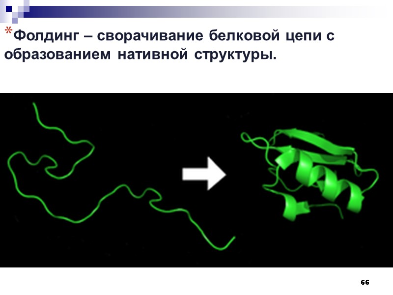 66 Фолдинг – сворачивание белковой цепи с образованием нативной структуры.